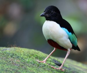 Ivory-breasted Pitta, 白胸八色鸫, Pitta maxima-gallery-1