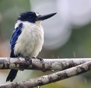 Blue-and-White Kingfisher, 摩鹿加翡翠, Todiramphus diops-gallery-14