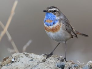 Bluethroat, 蓝喉歌鸲, Luscinia svecica-gallery-4