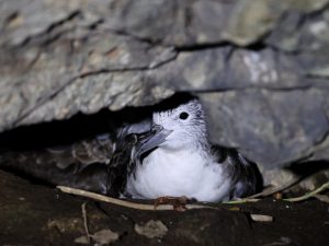 Streaked Shearwater, 白额鹱, Calonectris leucomelas-gallery-0