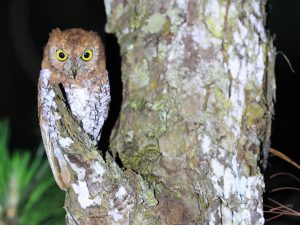 Oriental Scops Owl, 红角鸮, Otus sunia-gallery-55