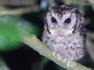 Collared Scops Owl, 领角鸮, Otus lettia-gallery-66