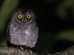 Ryukyu Scops Owl, 琉球角鸮, Otus elegans-gallery-69
