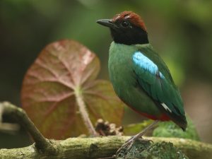 Western Hooded Pitta, 绿胸八色鸫, Pitta sordida-gallery-57