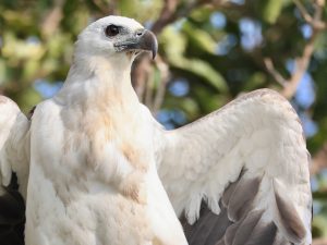 White-bellied Sea Eagle, 白腹海雕, Haliaeetus leucogaster-gallery-70