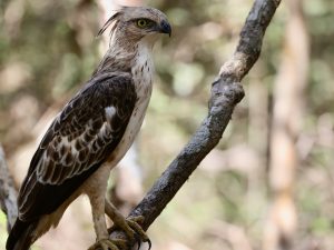 Changeable Hawk Eagle, 凤头鹰雕, Nisaetus cirrhatus-gallery-71