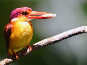 Rufous-backed Dwarf Kingfisher, 三趾翠鸟, Ceyx erithaca-gallery-62