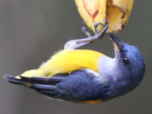 Orange-bellied Flowerpecker, 橙腹啄花鸟, Dicaeum trigonostigma-gallery-63