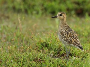 Pacific Golden Plover, 金斑鸻, Pluvialis fulva-gallery-60