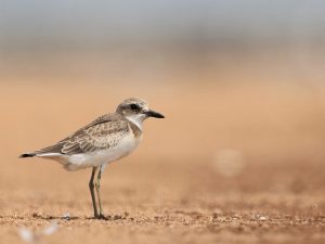 Greater Sand Plover, 铁嘴沙鸻, Charadrius leschenaultii-gallery-56