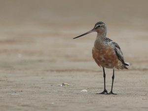 Bar-tailed Godwit, 斑尾塍鹬, Limosa lapponica-gallery-64