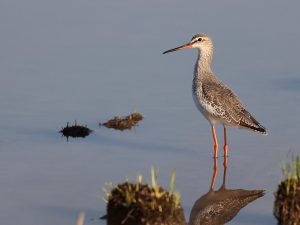 Spotted Redshank, 鹤鹬, Tringa erythropus-gallery-67