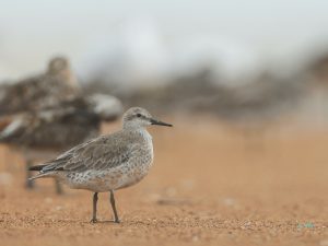 Red Knot, 红腹滨鹬, Calidris canutus-gallery-68