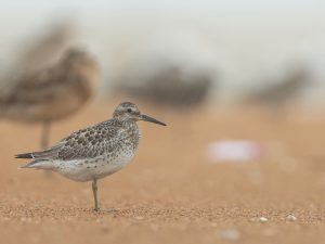Great Knot, 大滨鹬, Calidris tenuirostris-gallery-58