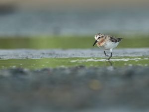 Red-necked Stint, 红颈滨鹬, Calidris ruficollis-gallery-17