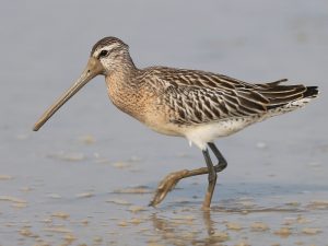 Asian Dowitcher, 半蹼鹬, Limnodromus semipalmatus-gallery-16