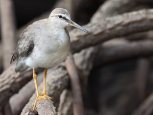 Grey-tailed Tattler, 灰尾漂鹬, Tringa brevipes-gallery-14