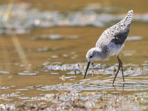Marsh Sandpiper, 泽鹬, Tringa stagnatilis-gallery-13