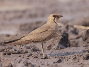 Oriental Pratincole, 普通燕鸻, Glareola maldivarum-gallery-12
