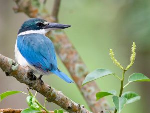 Collared Kingfisher, 白领翡翠, Todiramphus chloris-gallery-9