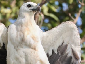 White-bellied Sea Eagle, 白腹海雕, Haliaeetus leucogaster-gallery-10
