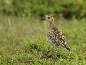 Pacific Golden Plover, 金斑鸻, Pluvialis fulva-gallery-8