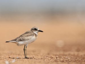 Greater Sand Plover, 铁嘴沙鸻, Charadrius leschenaultii-gallery-7