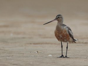 Bar-tailed Godwit, 斑尾塍鹬, Limosa lapponica-gallery-6