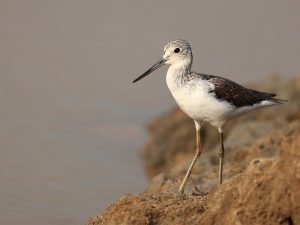 Common Greenshank, 青脚鹬, Tringa nebularia-gallery-5