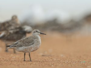 Red Knot, 红腹滨鹬, Calidris canutus-gallery-4