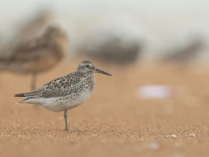 Great Knot, 大滨鹬, Calidris tenuirostris-gallery-15