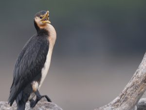 Little Pied Cormorant, 小斑鸬鹚, Microcarbo melanoleucos-gallery-3