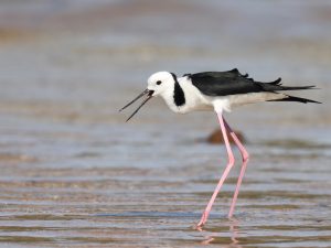 Black-necked Stilt, 黑颈长脚鹬, Himantopus mexicanus-gallery-2