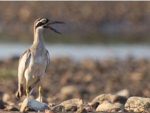 Beach Stone Curlew, 石鸻, Esacus magnirostris-gallery-1