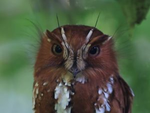 Feline Owlet-Nightjar, 大裸鼻鸱, Aegotheles insignis-gallery-1