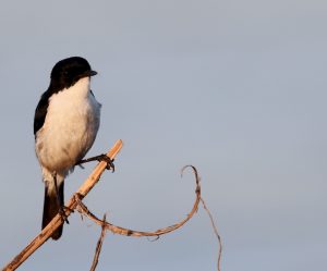 Jerdon’s Bush Chat, 黑白林䳭, Saxicola jerdoni-gallery-74