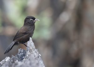 Sooty Babbler, 乌穗鹛, Stachyris herberti-gallery-75