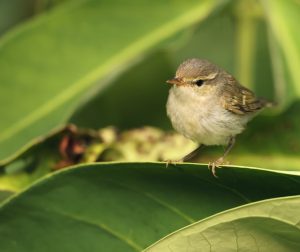 Two-barred Warbler, 双斑绿柳莺, Phylloscopus plumbeitarsus-gallery-77