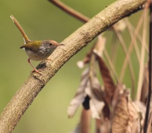 Common Tailorbird, 长尾缝叶莺, Orthotomus sutorius-gallery-78