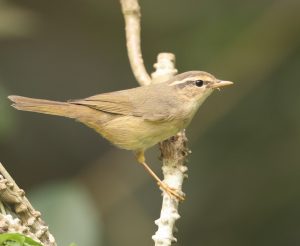 Radde’s Warbler, 巨嘴柳莺, Phylloscopus schwarzi-gallery-79