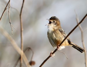 Golden-headed Cisticola, 金头扇尾莺, Cisticola exilis-gallery-80