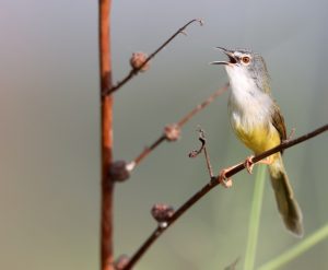 Yellow-bellied Prinia, 黄腹山鹪莺, Prinia flaviventris-gallery-81