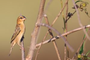 Asian Golden Weaver, 亚洲金织雀, Ploceus hypoxanthus-gallery-72