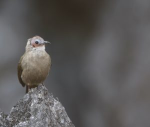 Bare-faced Bulbul, 睁眼鹎, Nok hualon-gallery-71