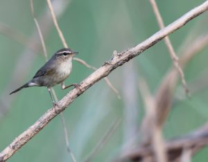 Dusky Warbler, 愒柳莺, Phylloscopus fuscatus-gallery-82