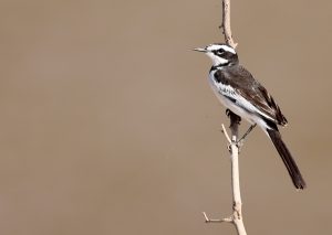 Mekong Wagtail, 湄公鹡鸰, Motacilla samveasnae-gallery-76