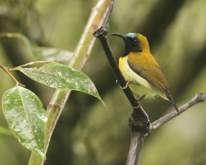 Flaming Sunbird, 火红太阳鸟, Aethopyga flagrans-gallery-0