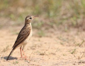 Paddyfield Pipit, 田鹨, Anthus rufulus-gallery-2