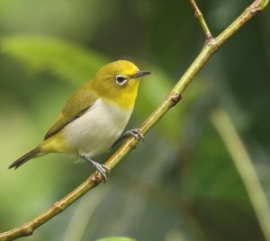 Lowland White-eye, 低地绣眼鸟, Zosterops meyeni-gallery-3