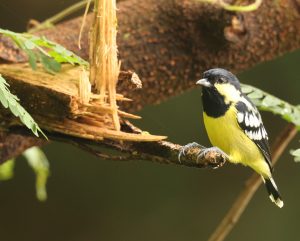 Elegant Tit, 丽色山雀, Pardaliparus elegans-gallery-4
